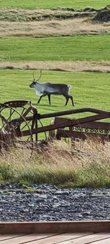Guesthouse Stekkatun Skálafell Eksteriør bilde
